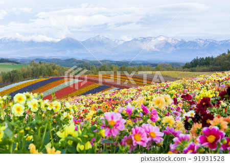 （北海道風景）四季彩之丘和大雪山脈的群山 91931528