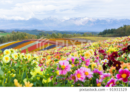 （北海道風景）四季彩之丘和大雪山脈的群山 91931529