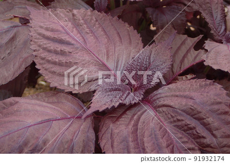Red perilla cultivated in the vegetable garden 91932174