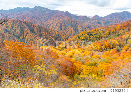 Aomori Prefecture Autumn leaves Shirakami Mountains Aomori Prefecture Autumn leaves Shirakami Mountains 91932234