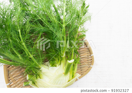 Herbs: Spicy scented fennel (fennel) 91932327