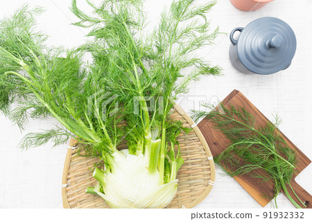 Herbs: Spicy scented fennel (fennel) Herbs: Spicy scented fennel (fennel) 91932332