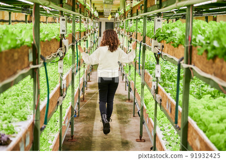 Back view of female person walking down aisle between shelves with leafy greens. Young woman strolling down agricultural greenhouse and looking at green leafy plants. Back view of female person walking down aisle between shelves with leafy greens. Young woman strolling down agricultural greenhouse and looking at green leafy plants. 91932425