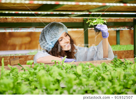 Cheerful female gardener in disposable cap holding pot with green leafy plant. Smiling young woman in garden gloves studying plant growth in greenhouse. 91932507
