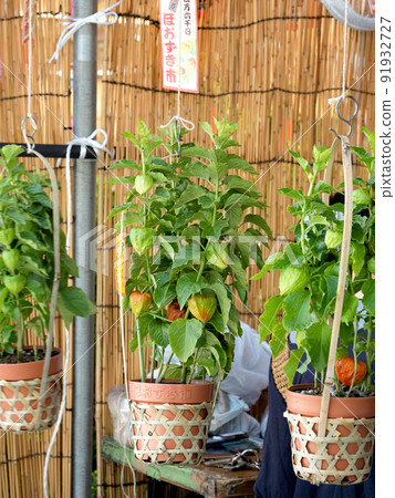 東京都淺草保月市 91932727