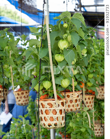 東京都淺草保月市 91932733