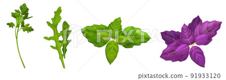 Greenery parsley or coriander, basil or watercress Greenery parsley or coriander, basil or watercress 91933120
