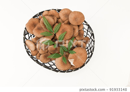Mushroom: I don't have a habit and I can do anything. Marbled oyster Mushroom: I don't have a habit and I can do anything. Marbled oyster 91933148