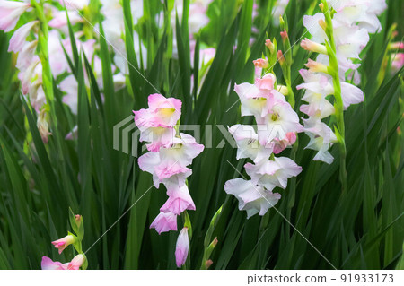 Pale pink gladiolus flowers Pale pink gladiolus flowers 91933173
