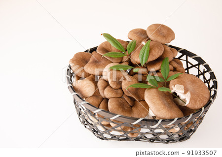 Mushroom: I don't have a habit and I can do anything. Marbled oyster Mushroom: I don't have a habit and I can do anything. Marbled oyster 91933507