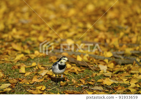 Ginkgo and black-backed wagtail 91933659
