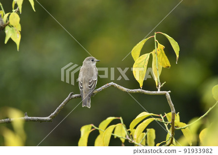 Ezobitaki Ezobitaki 91933982