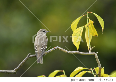 Ezobitaki的背面 Ezobitaki的背面 91933983