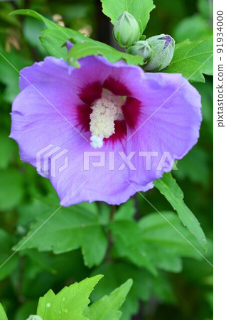 大花Mukuge (Kitsuki) 大花Mukuge (Kitsuki) 91934000