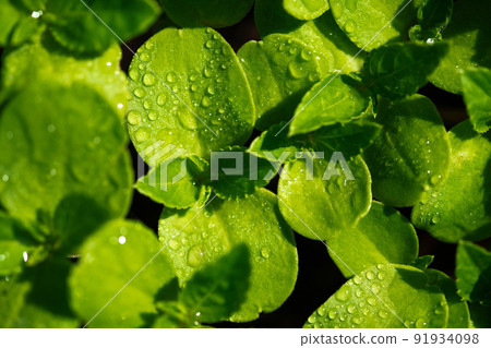 Seedlings with water droplets on the leaves background, top view. 91934098