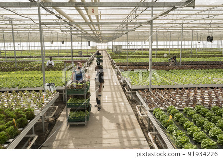 Diverse people working in greenhouse gathering green vegetables pushing crates with salad and microgreens. Agricultural workers growing organic food in hydroponic enviroment. 91934226