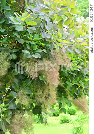 Tree: Smoke tree, Rhus family Tree: Smoke tree, Rhus family 91934347