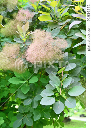 Tree: Smoke tree, Rhus family 91934351