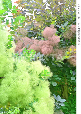 Tree: Smoke tree, Rhus family 91934352