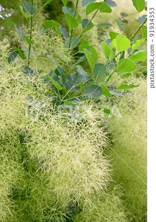 Tree: Smoke tree, Rhus family 91934353