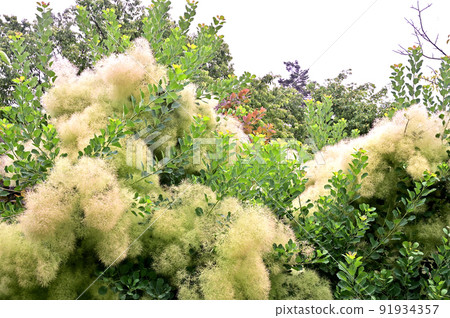 Tree: Smoke tree, Rhus family 91934357