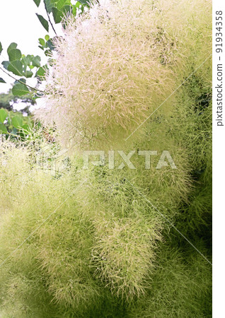 Tree: Smoke tree, Rhus family 91934358