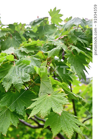 Tree: Dwarf beakede maple tree 91934359