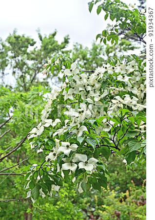Tree: Kousa dogwood, Yamaboshi, Cornus family Tree: Kousa dogwood, Yamaboshi, Cornus family 91934367
