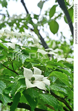 Tree: Kousa dogwood, Yamaboshi, Cornus family 91934372