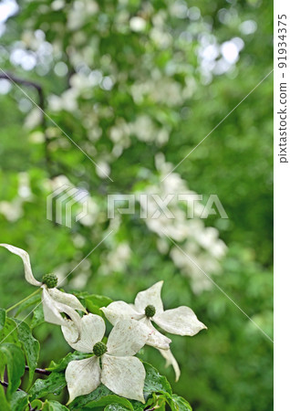 Tree: Kousa dogwood, Yamaboshi, Cornus family 91934375