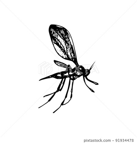 Mosquito Icon 91934478