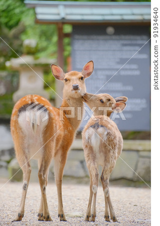 Parents and children of cute deer in Nara Park Parents and children of cute deer in Nara Park 91934640