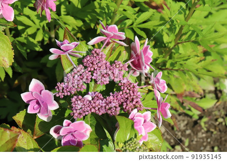 初夏日本公園盛開的白色和粉紅色雙花繡球花 91935145