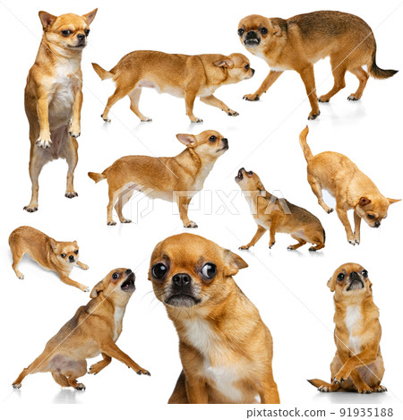Set with images of small dog, purebred chihuahua isolated over white background. Concept of beauty, breed, pets, animal life. 91935188