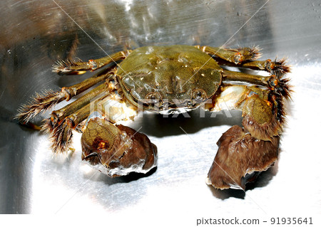 Mitten crab in a stainless steel sink Mitten crab in a stainless steel sink 91935641