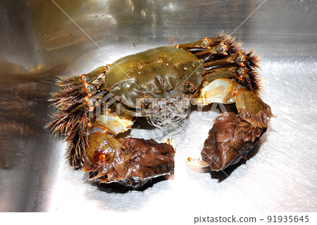 Mitten crab in a stainless steel sink 91935645