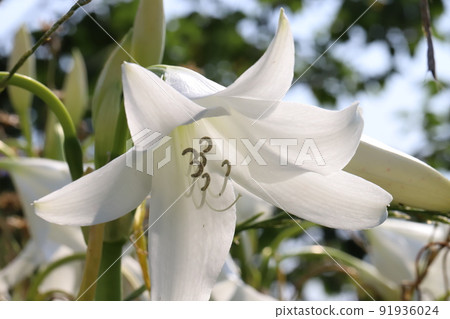 White Crinum flowers blooming in a Japanese park in early summer 91936024