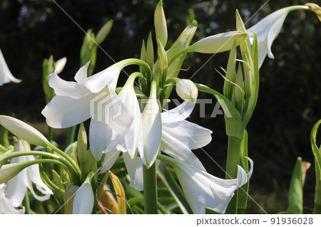 初夏日本公園裡盛開的白栗花 初夏日本公園裡盛開的白栗花 91936028
