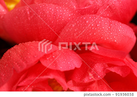 Close up of smooth coral red petals of peony flowers in soft focus. Blooming pink peony with many small water drops in macro. Textured backdrop with copy space for your design 91936038