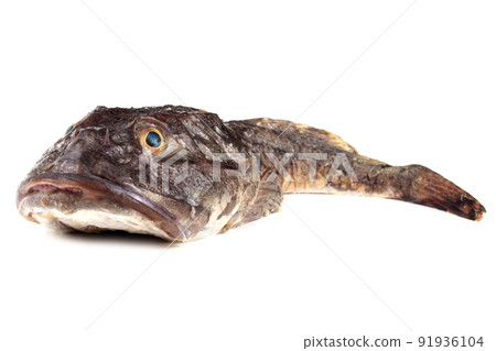 Goby fish isolated on white 91936104