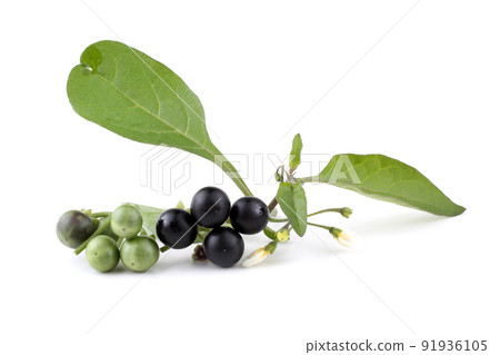 European black nightshade European black nightshade 91936105