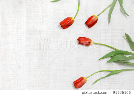 花:紅色鬱金香的平面圖像 花:紅色鬱金香的平面圖像 91936166