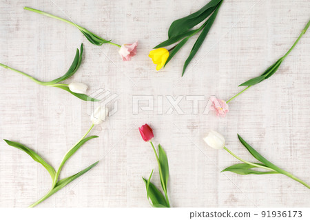 Flower: Flat image of tulip Flower: Flat image of tulip 91936173