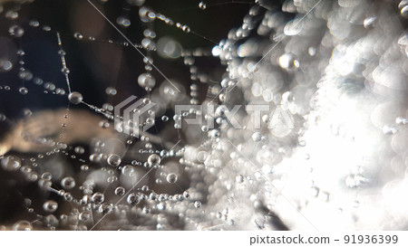 Dew drops lay on a spider web in the undergrowth early in the morning in summer 91936399