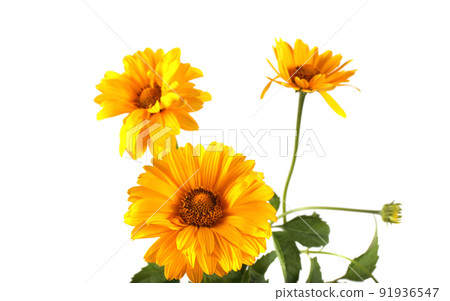 Growing heliopsis Growing heliopsis 91936547
