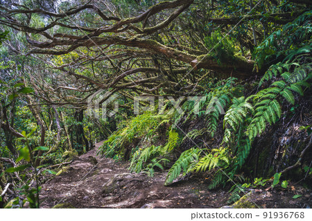 Beautiful forest on a sunny day. Hiking trail. Anaga Rural Park - ancient forest on Tenerife, Canary Islands. Unesco heritage site. Dense laurel wood. Mysterious path. Beautiful forest on a sunny day. Hiking trail. Anaga Rural Park - ancient forest on Tenerife, Canary Islands. Unesco heritage site. Dense laurel wood. Mysterious path. 91936768