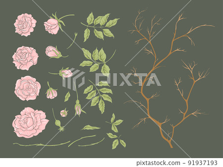 Roses flowers on branches. Millefleurs trendy floral design 91937193