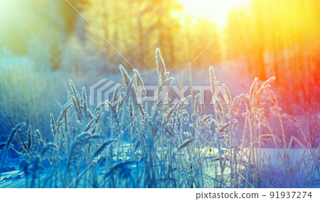 Winter scene Winter scene 91937274