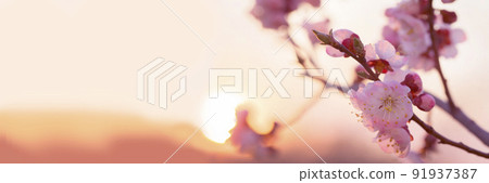 Spring border or background art with pink blossom.Beautiful nature scene with blooming tree and sun flare. Easter Sunny day. Spring flowers.Blooming tree at sunset 91937387