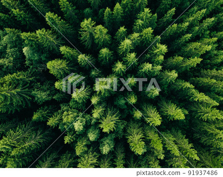 Aerial view of green summer forest with spruce and pine trees in Finland. 91937486